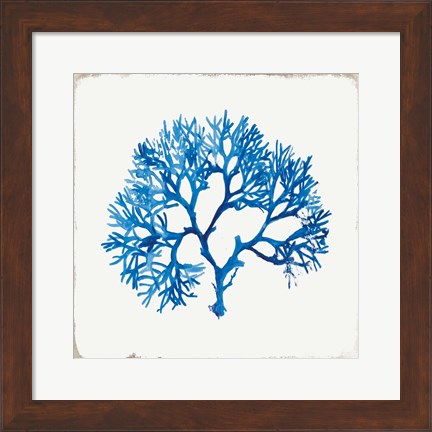 Framed Blue Coral II Print