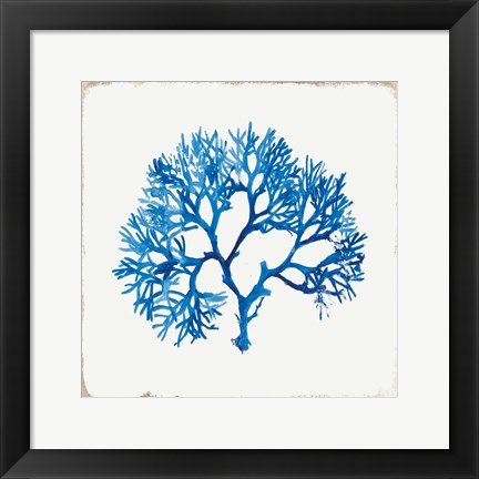 Framed Blue Coral II Print