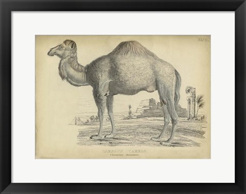 Framed Camel Bactarnian Print