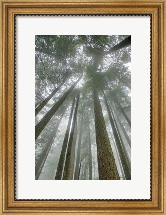 Framed Fir Trees II Print
