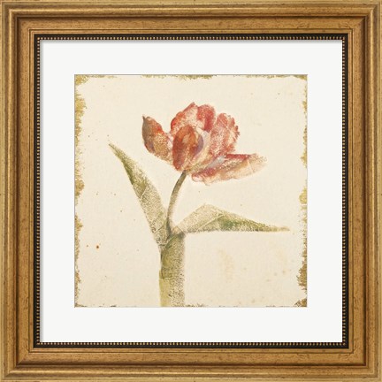 Framed Vintage Flaming Parrot Tulip Crop Print