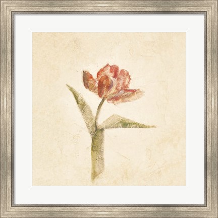 Framed Flaming Parrot Tulip on White Crop Print