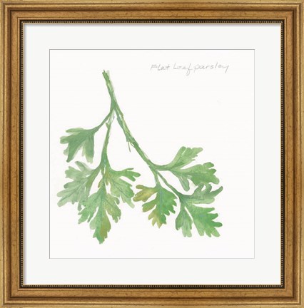 Framed Flat Leaf Parsley Print