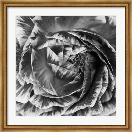 Framed Ranunculus Abstract IV BW Print