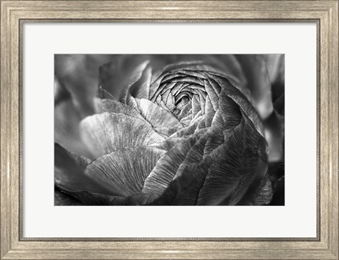 Framed Ranunculus Abstract V BW Print