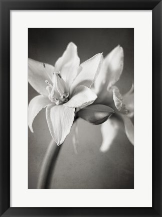 Framed White Amaryllis I Print
