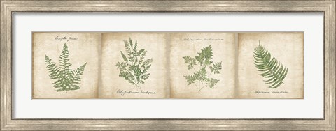 Framed Vintage Ferns - 4 Image Panel Print
