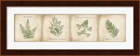 Framed Vintage Ferns - 4 Image Panel Print