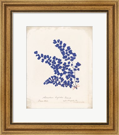 Framed Botanical Fern III Blue Aged Print
