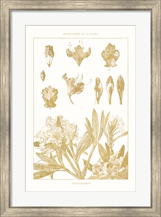 Framed Golden Rhododendron on White Print