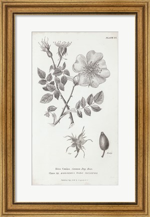 Framed Conversations on Botany IV Print