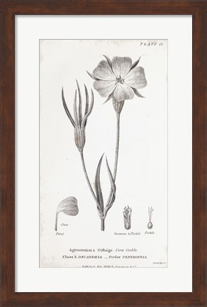 Framed Conversations on Botany III Print