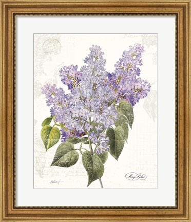 Framed May Lilac on White Print