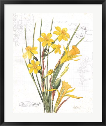 Framed March Daffodil on White Print