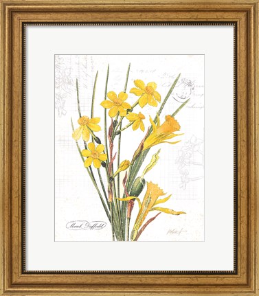 Framed March Daffodil on White Print