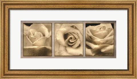 Framed Rose Trio Print