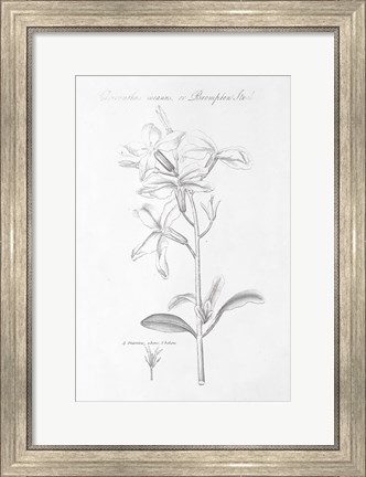 Framed Botany Book IX Print