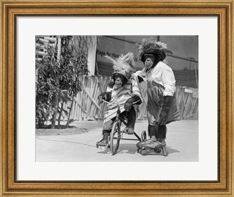 Framed 1930s Chimpanzees Wearing Hats? Print
