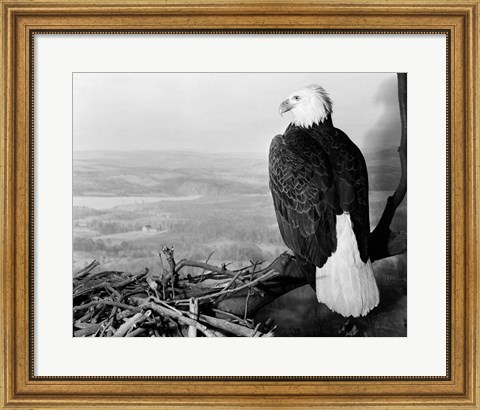 Framed Museum Setting View Of Bald Eagle Print