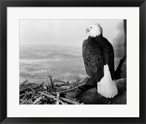 Framed Museum Setting View Of Bald Eagle Print