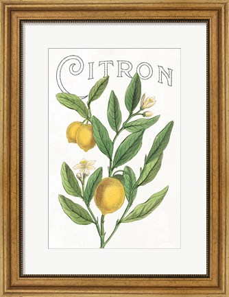 Framed Classic Citrus V v2 Print