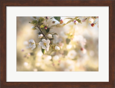 Framed Blush Blossoms I Pastel Print