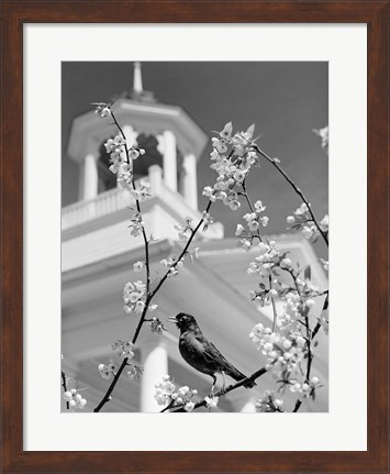 Framed 1950s Robin Perched On Blossoming Print