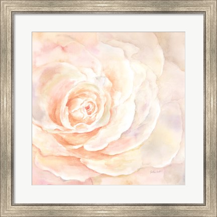 Framed Blush Rose Closeup I Print