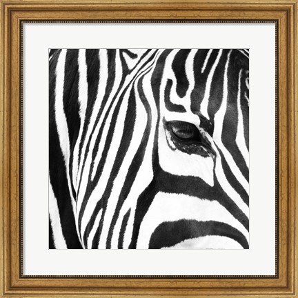Framed Zebra Up Close Print