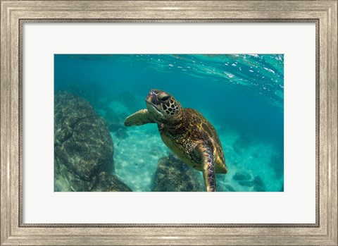 Framed Green Sea Turtle Swimming in the Pacific Ocean, Hawaii Print