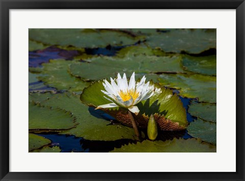 Framed Water Lily in a Pond, Florida Print