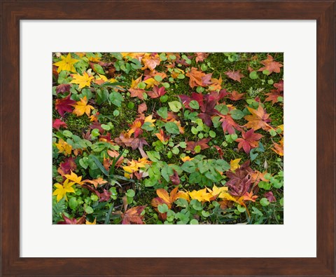 Framed Fallen Autumnal Leaves, Kodaiji Temple, Japan Print