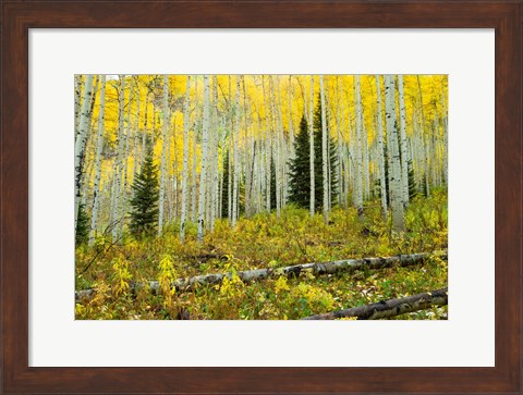 Framed Forest, Maroon Bells, Aspen, Colorado Print