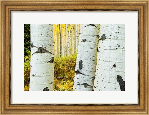Framed Detail of Aspen Tree, Colorado Print