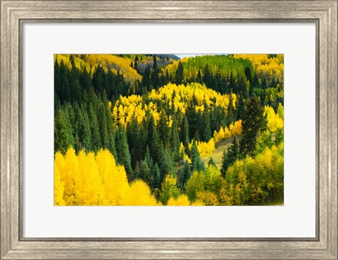 Framed Elevated View of Aspen trees, Maroon Creek Valley, Aspen, Colorado Print