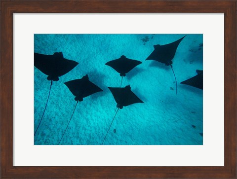 Framed Eagle Rays Swimming in the Pacific Ocean, Tahiti, French Polynesia Print