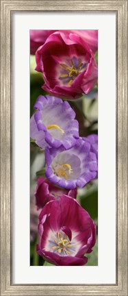 Framed Close-up of Tulip flowers Print