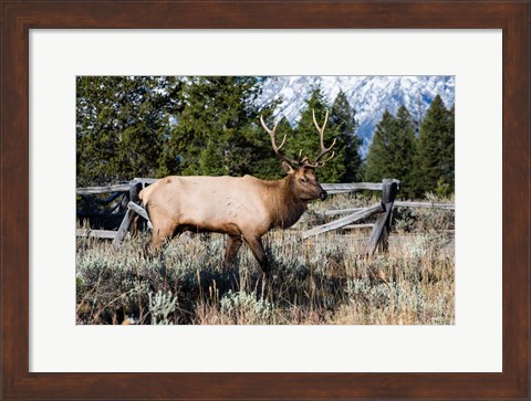 Framed Elk in Field, Grand Teton National Park, Wyoming Print