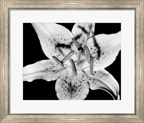 Framed Close up of Lily flower (BW) Print