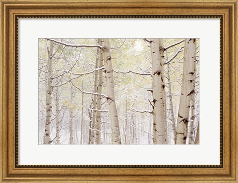 Framed Autumn Aspens With Snow, Colorado Print