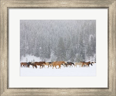 Framed Montana Horses Print