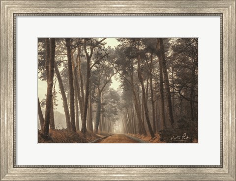 Framed Path of Pines Print