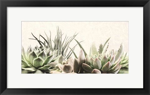 Framed Soft Succulents II Print