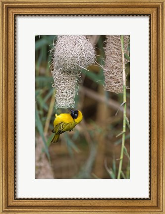 Framed Male Masked Weaver Building a Nest, Namibia Print