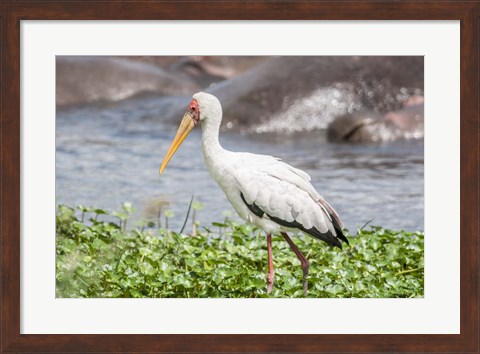 Framed Woolly-Necked Stork Print