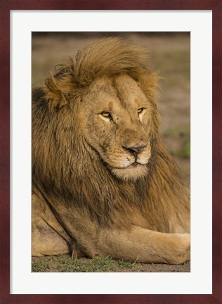 Framed Male African Lion at Ndutu, Serengeti National Park, Tanzania Print