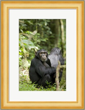 Framed Uganda, Kibale National Park, Young Male Chimpanzee Print