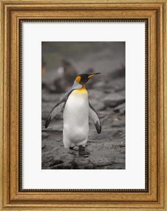 Framed Antarctica, King Penguin Print