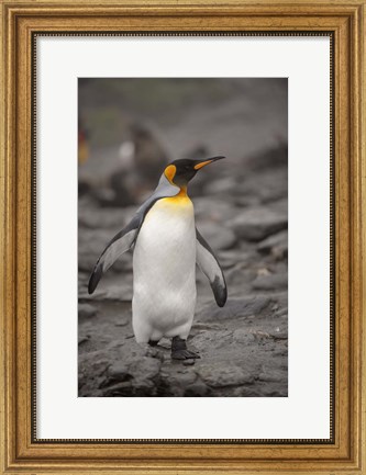 Framed Antarctica, King Penguin Print