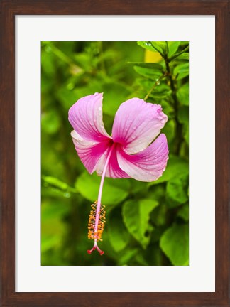 Framed Ranthambore, Rajasthan, India, Hibiscus Flower Print